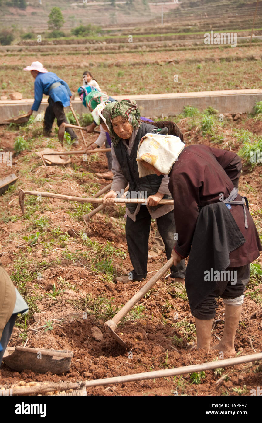 Les agriculteurs travaillent avec des houes dans un champ de pommes de terre, les Buyis village, province de Guizhou, Chine Banque D'Images