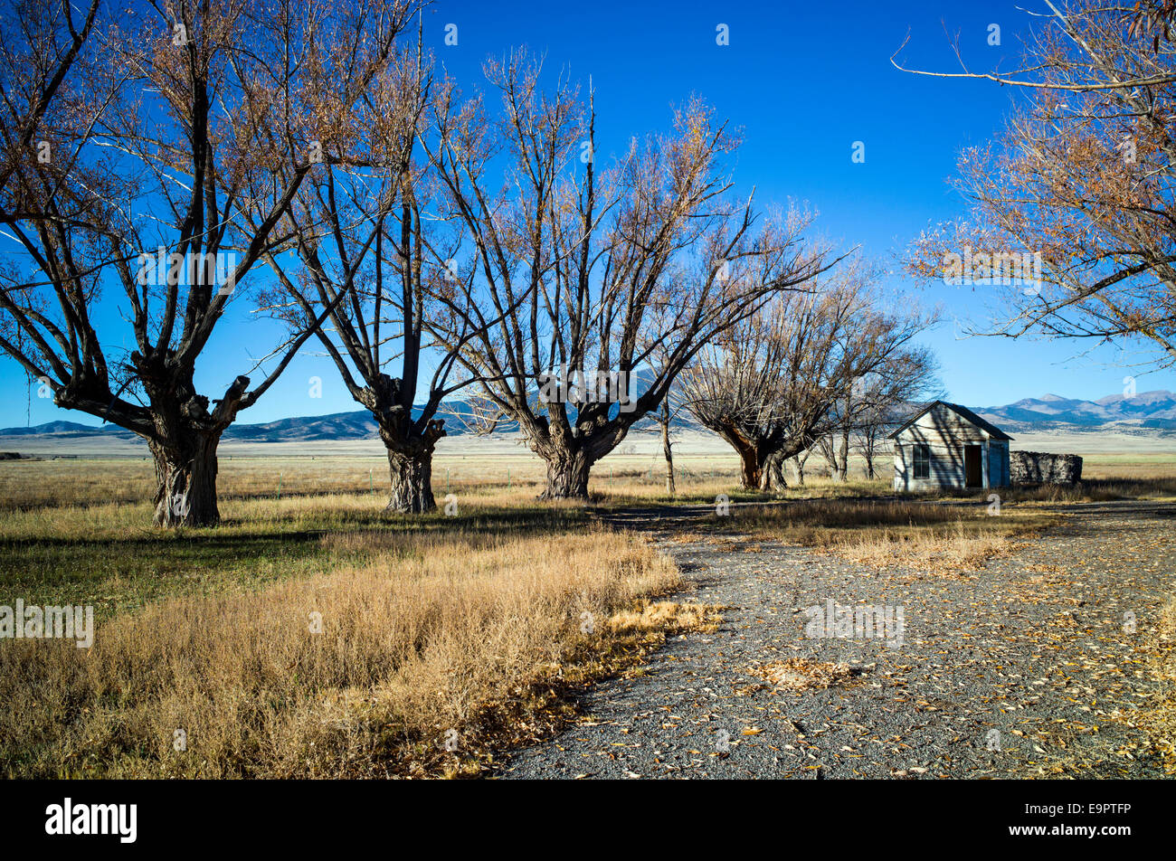 Le Fremont peupliers sur ranch abandonné, Monte Vista National Wildlife Refuge, centre du Colorado, USA Banque D'Images