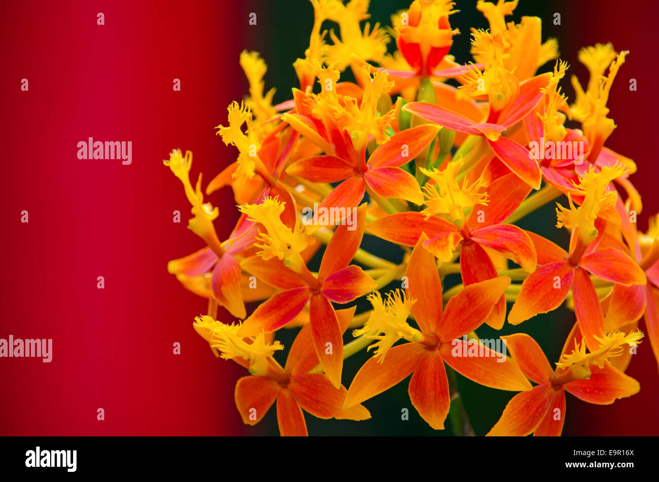 Orchidée Orange spectaculaire à la pleine floraison dans une véranda/Serre. Tourné avec un objectif long pour créer focus sélectif. Banque D'Images