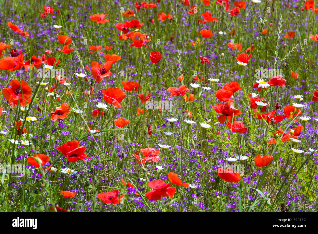 Orvieto, Ombrie, Italie. Domaine de fleurs sauvages aux couleurs vives, du coquelicot (Papaver rhoeas) proéminent. Banque D'Images