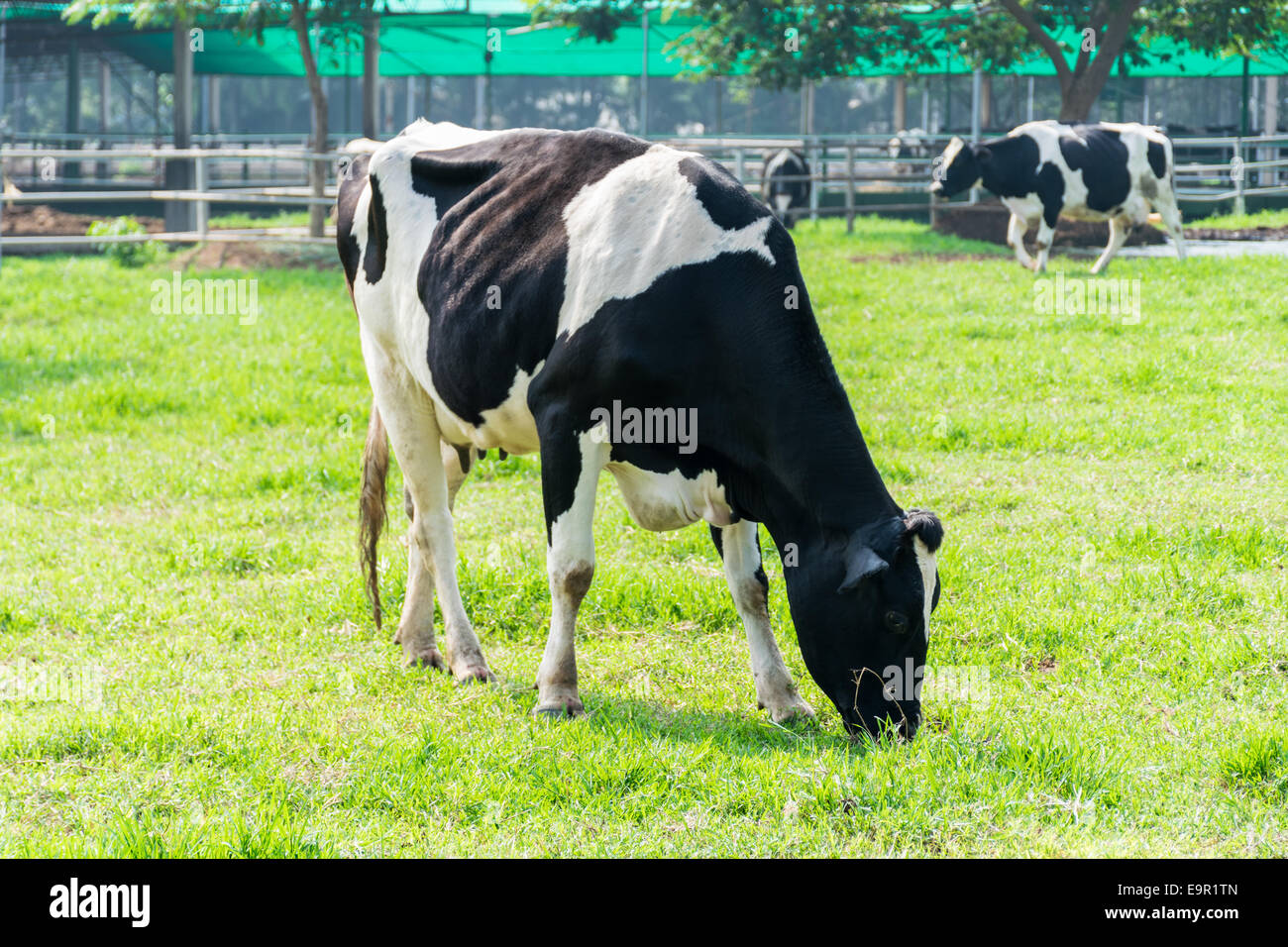 Ferme vache laitière de vaches qui paissent dans les pâturages frais nature fond Banque D'Images