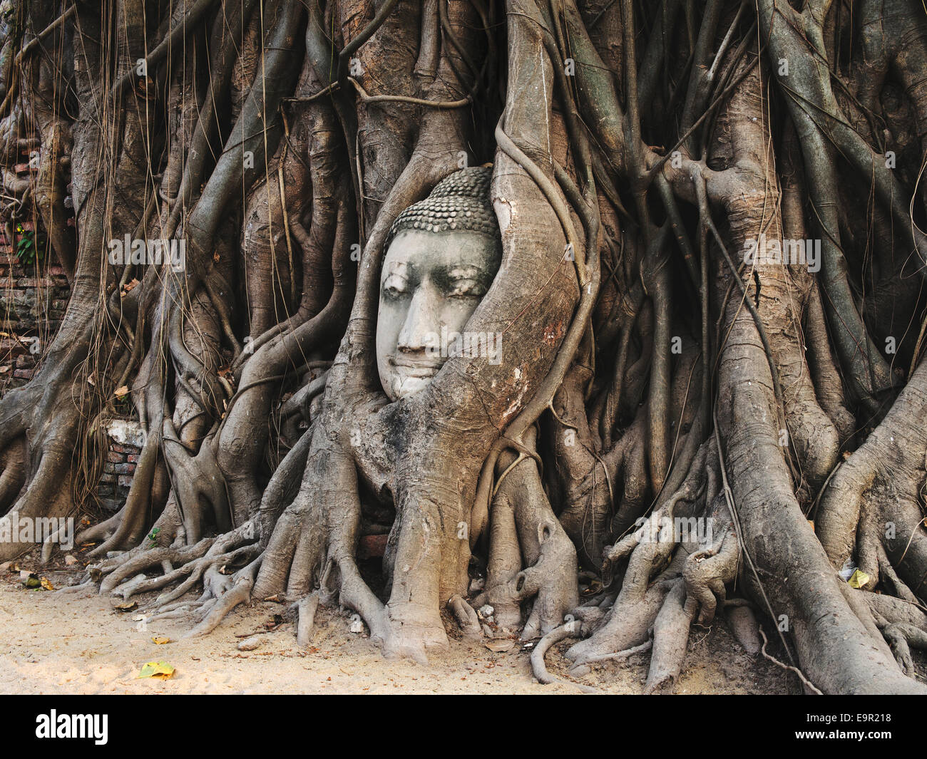 Tête de Bouddha statue dans les racines de l'arbre à Wat Mahathat, Ayutthaya, Thaïlande. Banque D'Images
