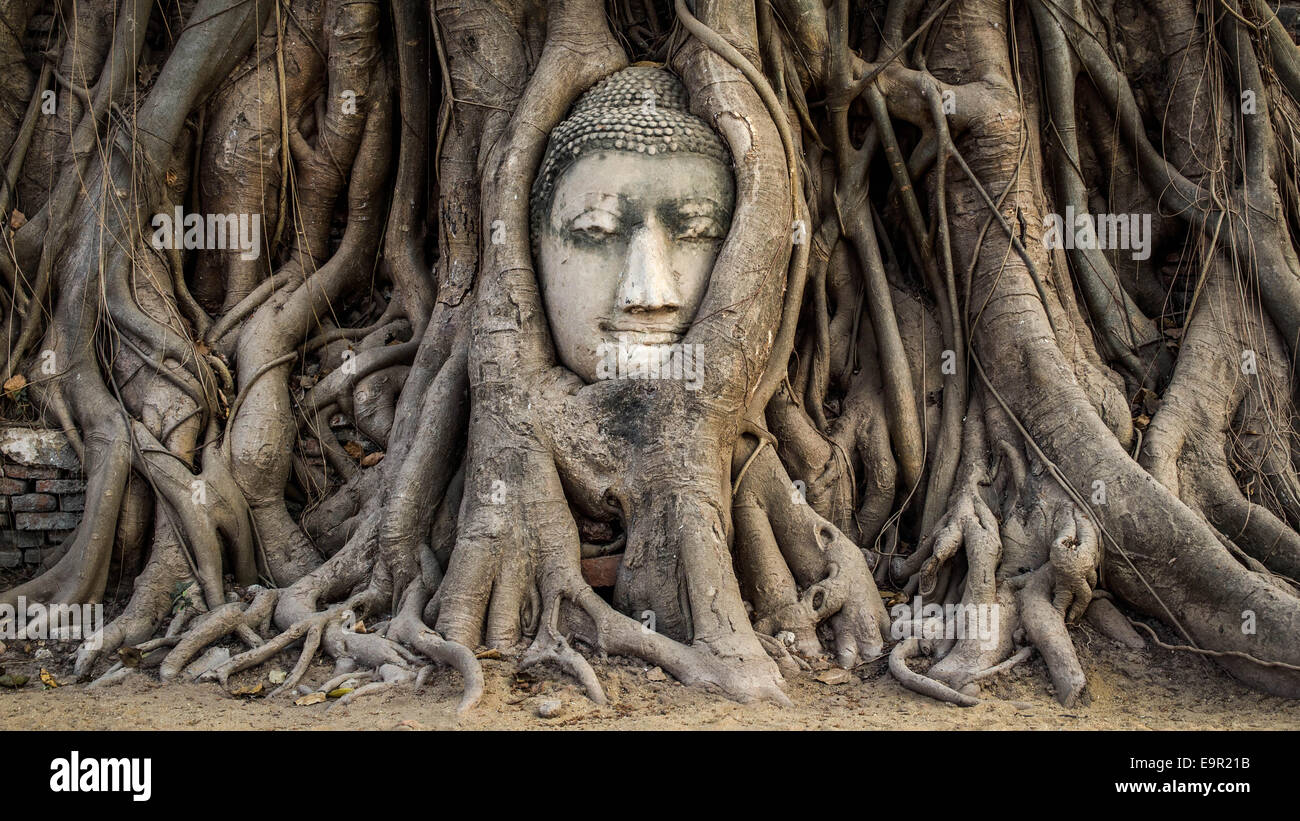 Tête de Bouddha statue dans les racines de l'arbre à Wat Mahathat, Ayutthaya, Thaïlande. Banque D'Images