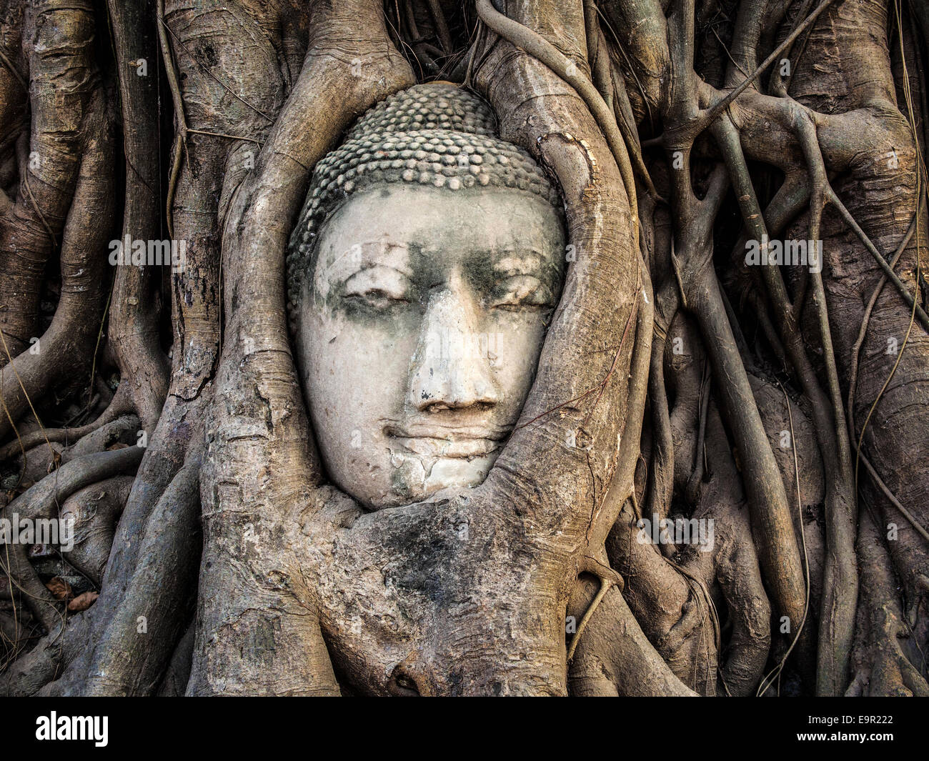 Tête de Bouddha statue dans les racines de l'arbre à Wat Mahathat, Ayutthaya, Thaïlande. Banque D'Images