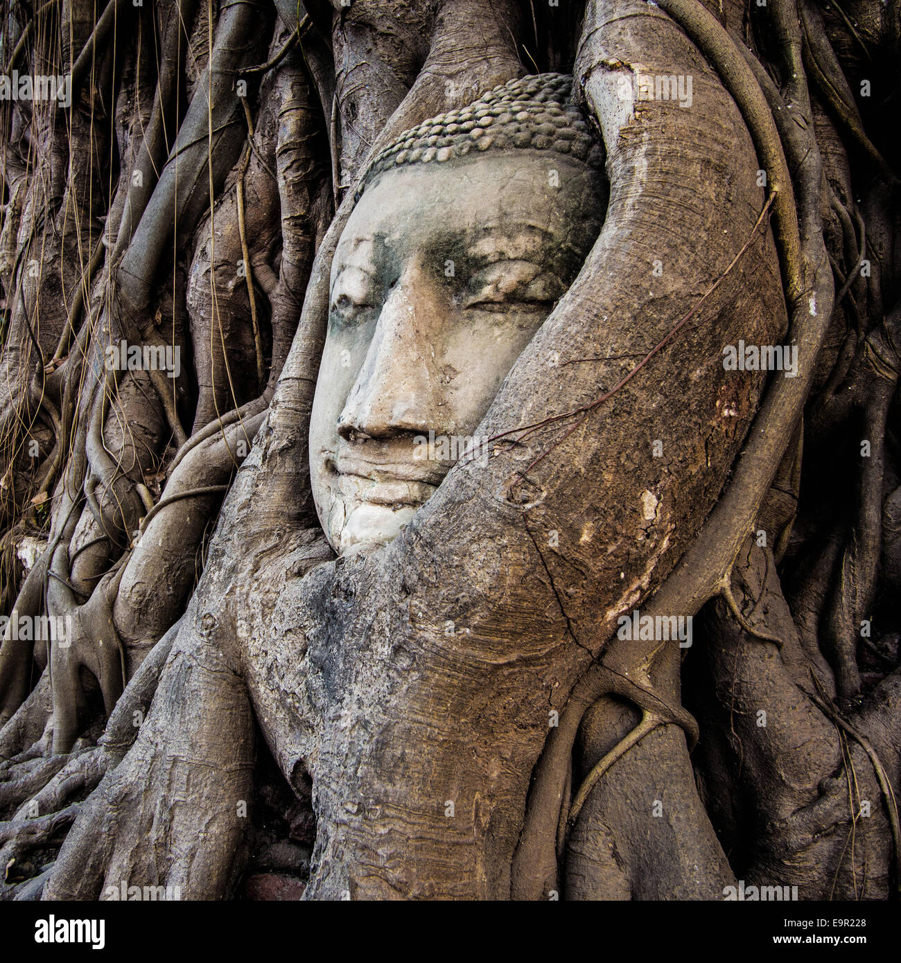 Tête de Bouddha statue dans les racines de l'arbre à Wat Mahathat, Ayutthaya, Thaïlande. Banque D'Images