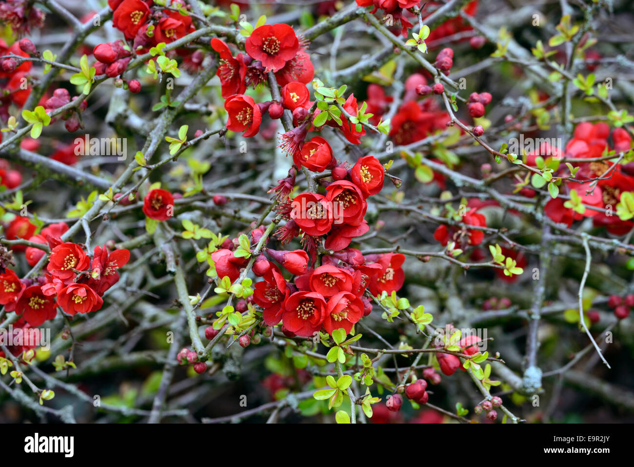 Flowering quince Chaenomeles x superba hollandia hardy cultivar rouge arbuste fleurs printemps fleur fleurs floral RM Banque D'Images