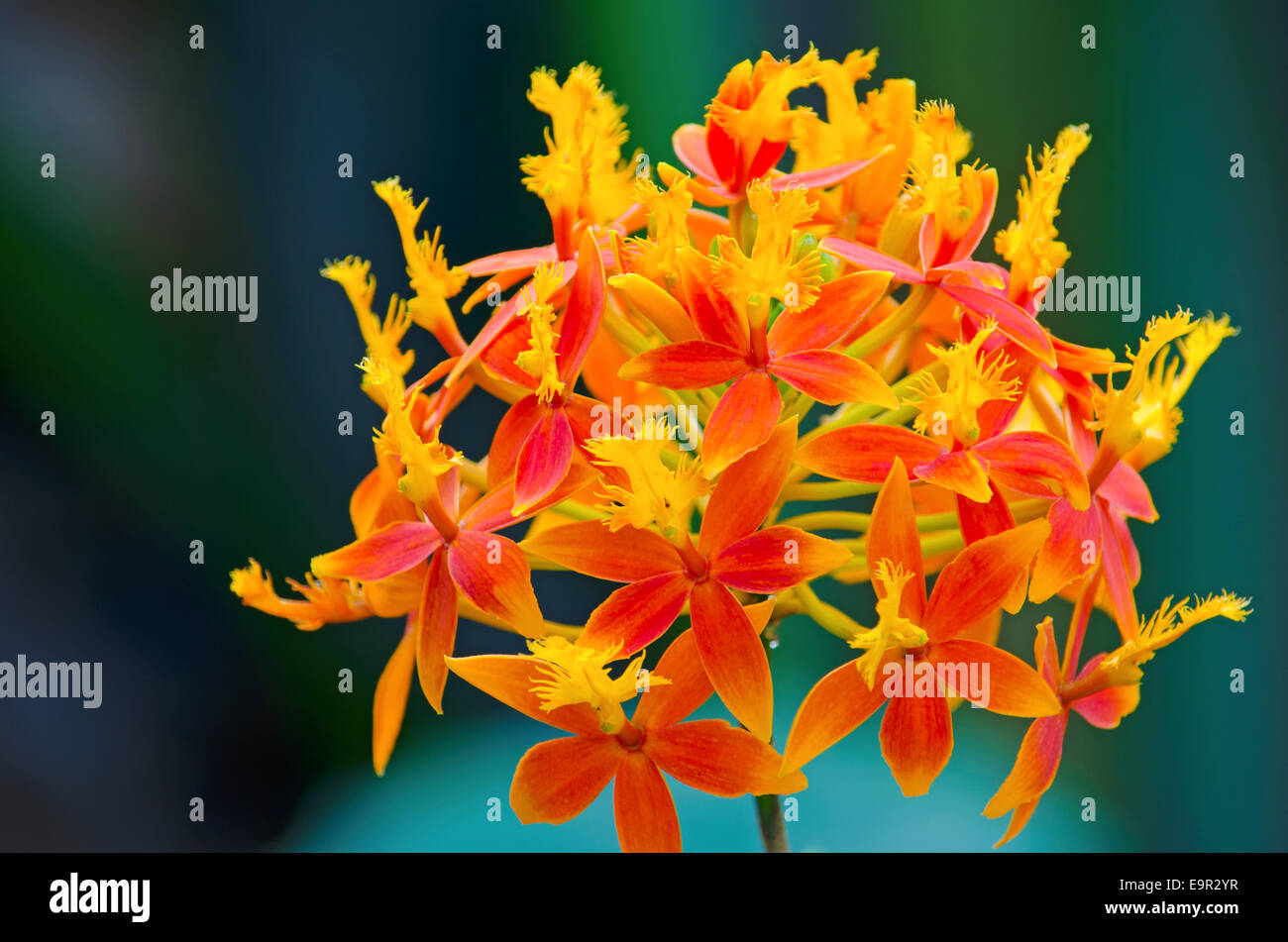 Orchidées spectaculaires à la pleine floraison dans une véranda/Serre. Tourné avec un objectif long pour créer focus sélectif. Banque D'Images