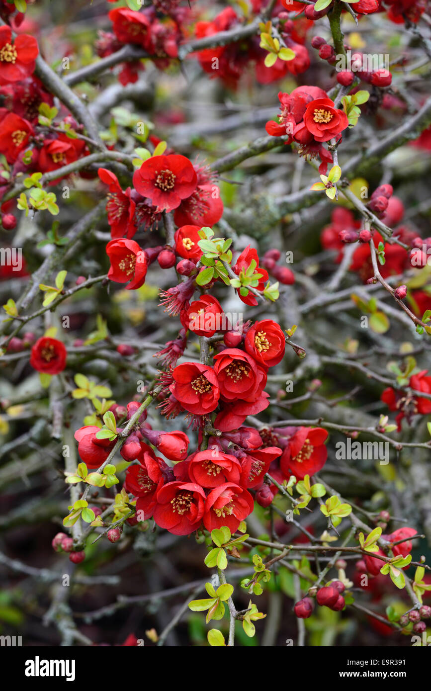 Flowering quince Chaenomeles x superba hollandia hardy cultivar rouge arbuste fleurs printemps fleur fleurs floral RM Banque D'Images