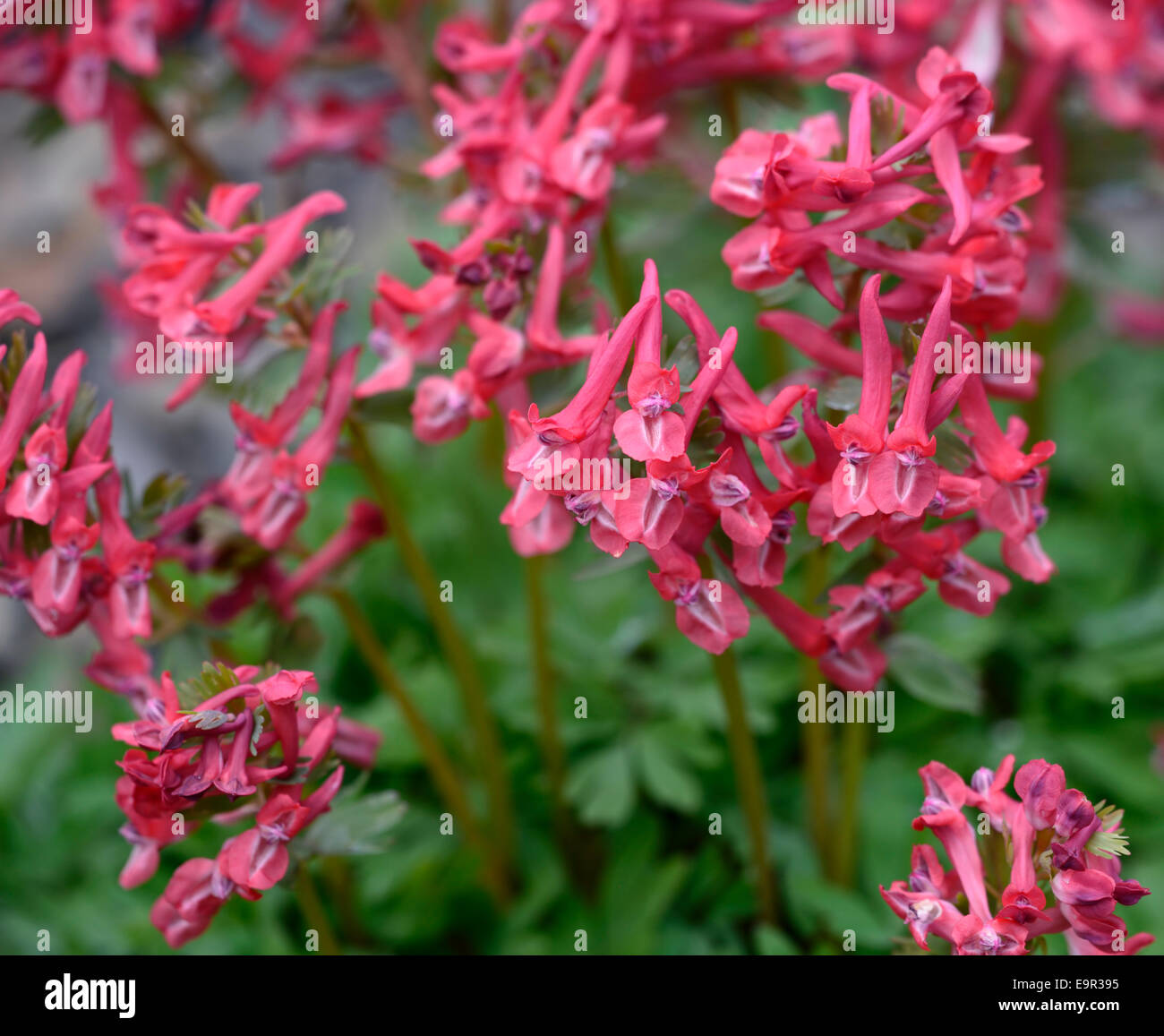 Corydalis solida subsp solida George Baker rouge rose fleurs vivaces printemps fleurs floral RM forestiers Banque D'Images