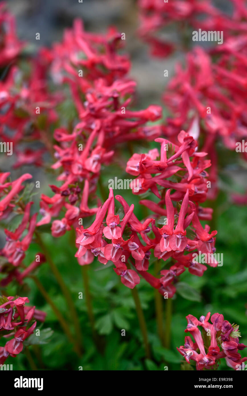 Corydalis solida subsp solida George Baker rouge rose fleurs vivaces printemps fleurs floral RM forestiers Banque D'Images