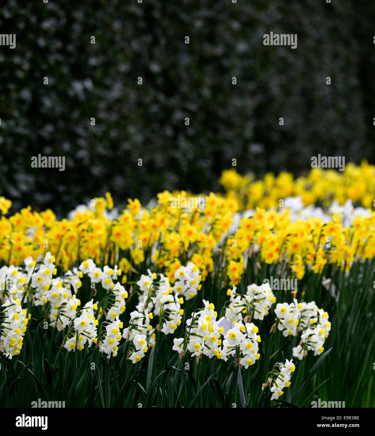 Blanc jaune jonquille narcissus mix floraison fleurs combinaison mixte printemps Floral frontière RM lit lits simples frontières Banque D'Images