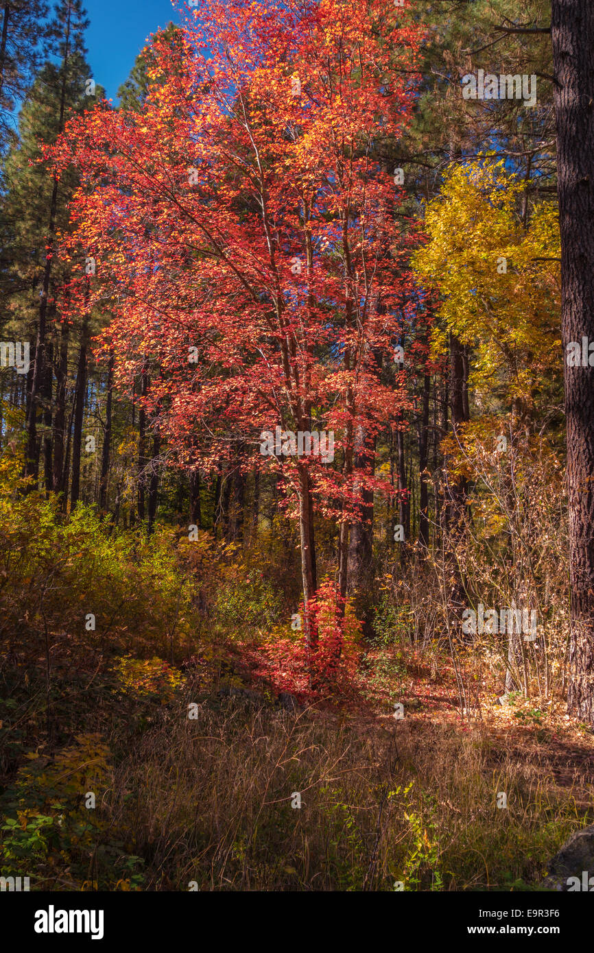 Un matin d'automne dans la région de Arizona Sedona Banque D'Images