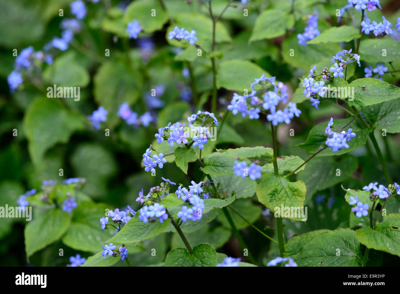 Omphalodes verna Blue eyed Mary fleurs fleurs fleurs fleurs fleurs d'ombre couvre-sol en fleurs fleurs fleurs floral RM Banque D'Images