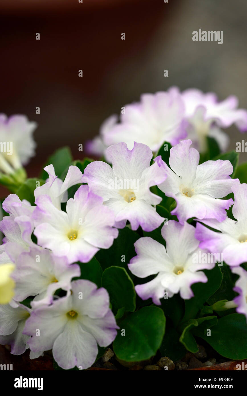 Primula allionii ethel wilkes purple fleurs blanches primrose flore floral fleur rose closeup macro close up Banque D'Images