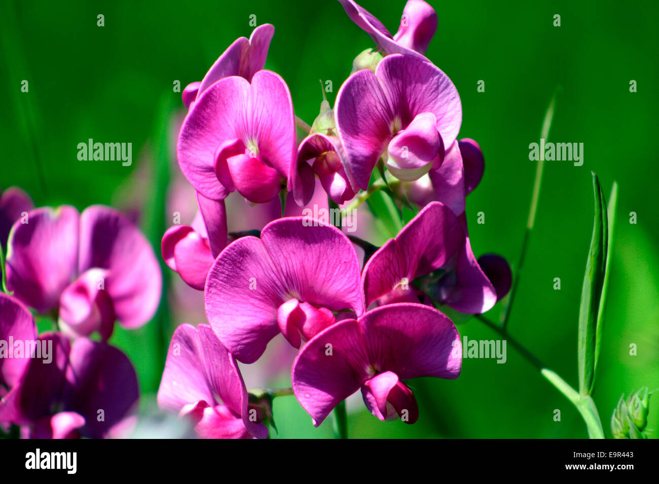 Pois de Lathyrus odoratus Banque D'Images
