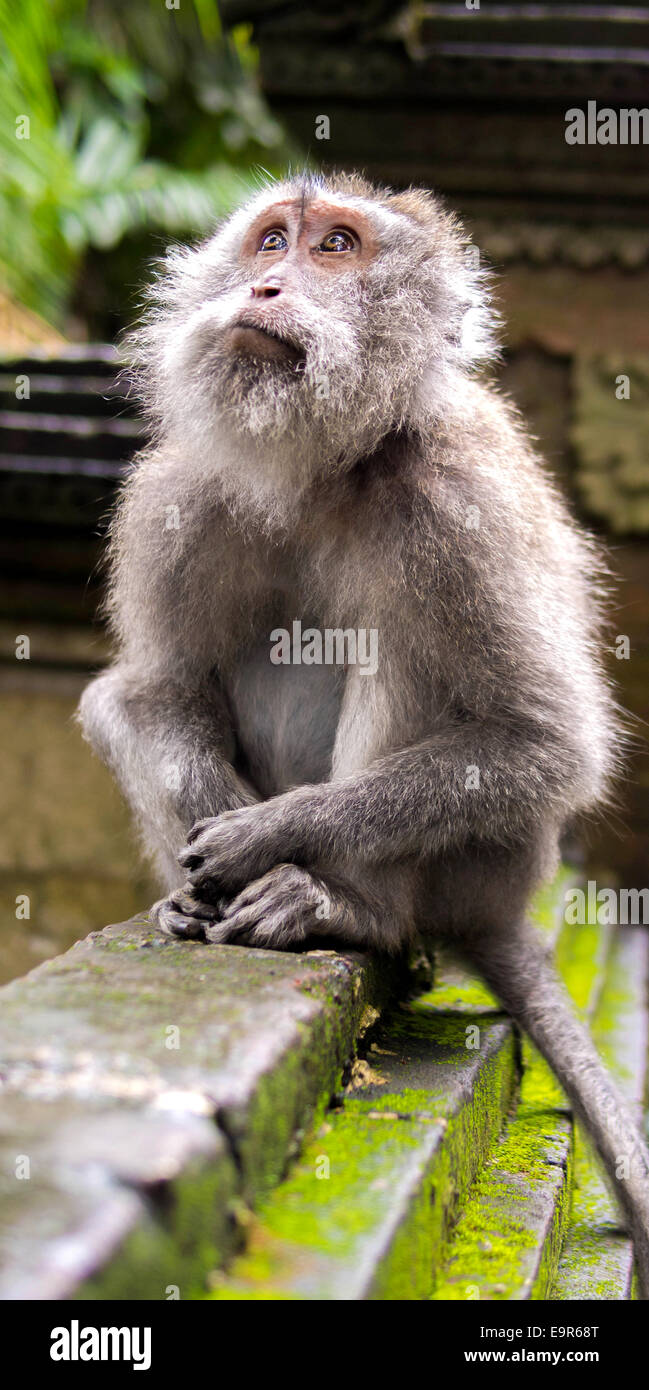 Singe rhésus à Ubud Monkey Forest du sanctuaire, Bali, Indonésie. Banque D'Images
