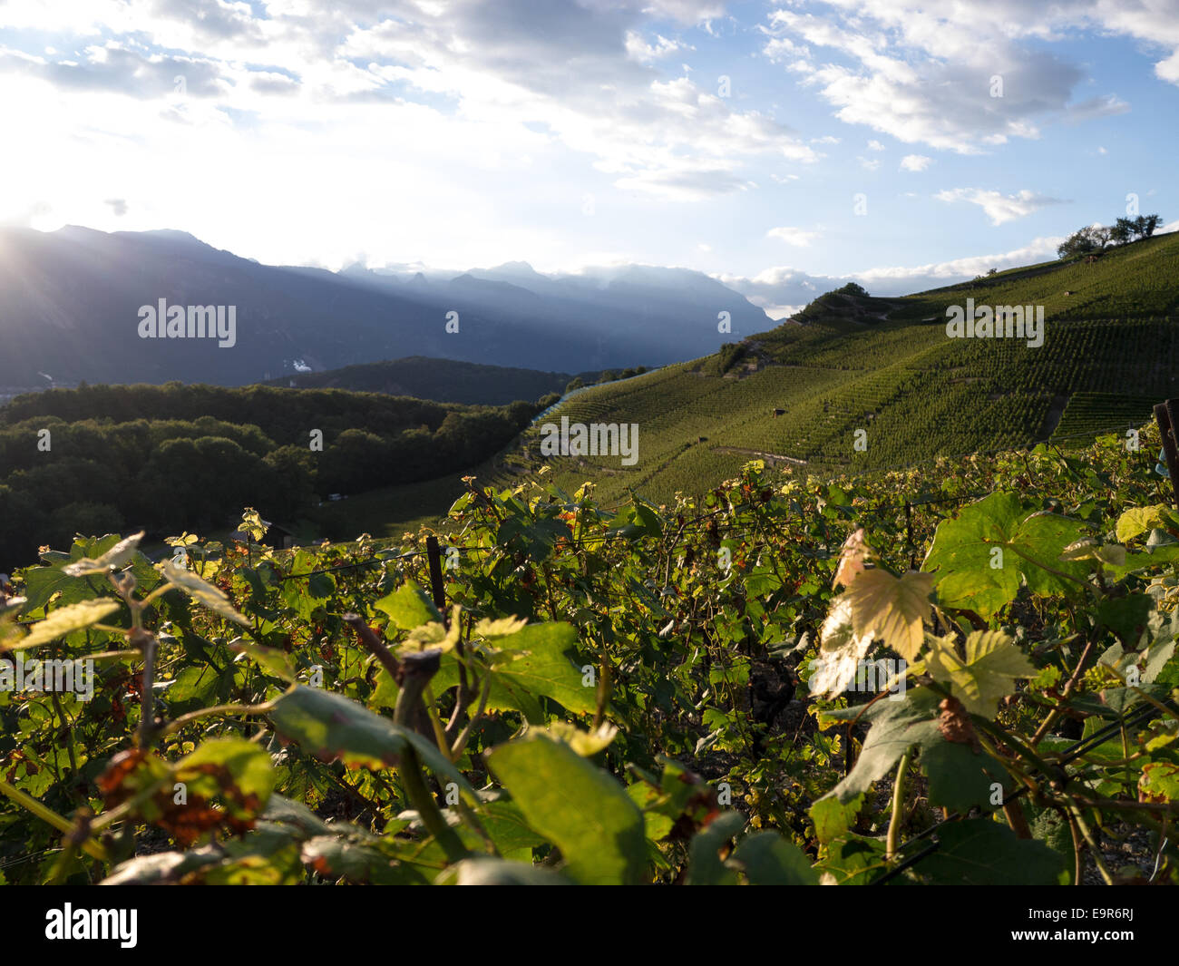 Paysage du vignoble d'Ollon Villars-sur-Vaud, Suisse Banque D'Images