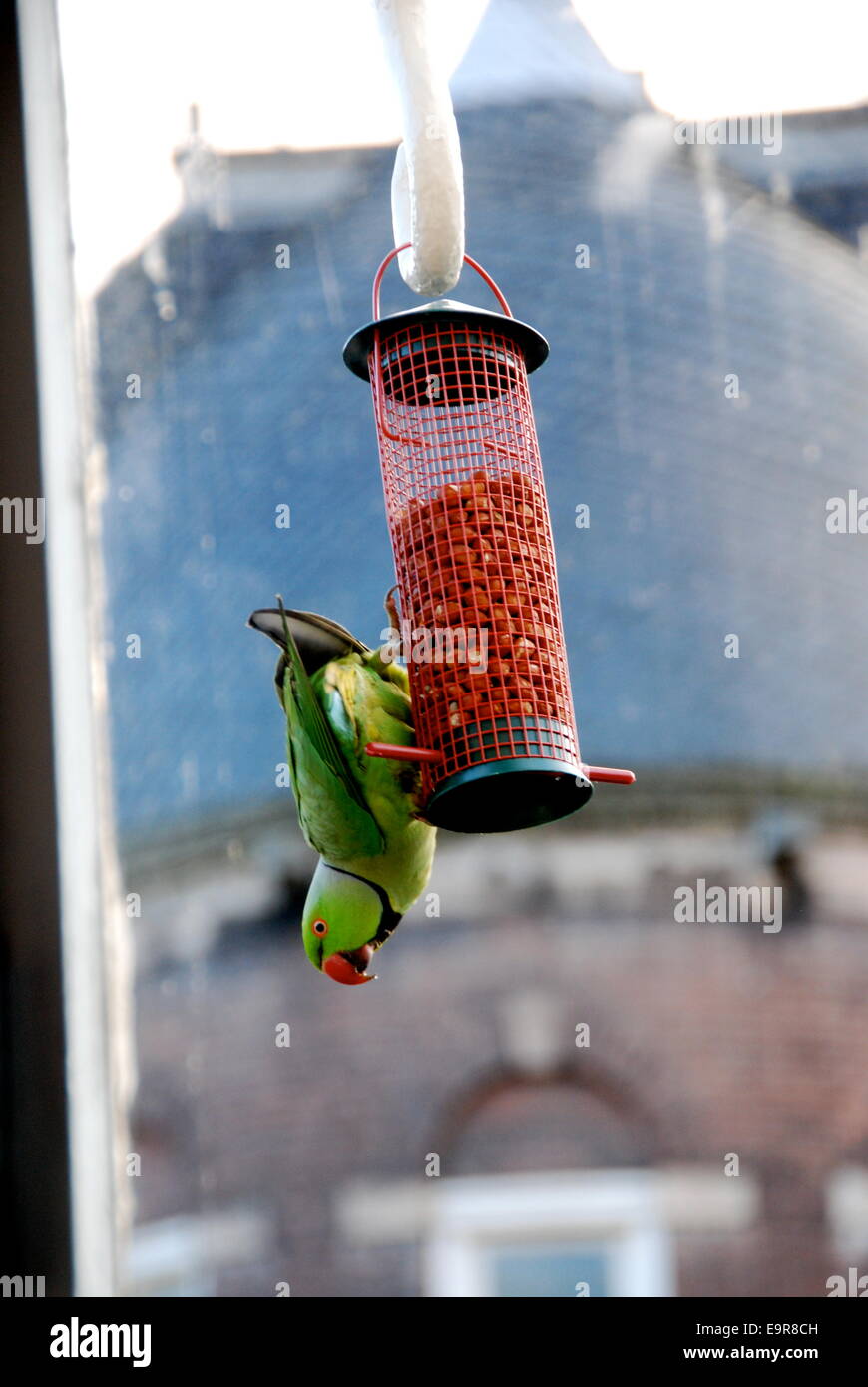 Perruche de manger les écrous de la mangeoire pour oiseaux Photo Stock -  Alamy