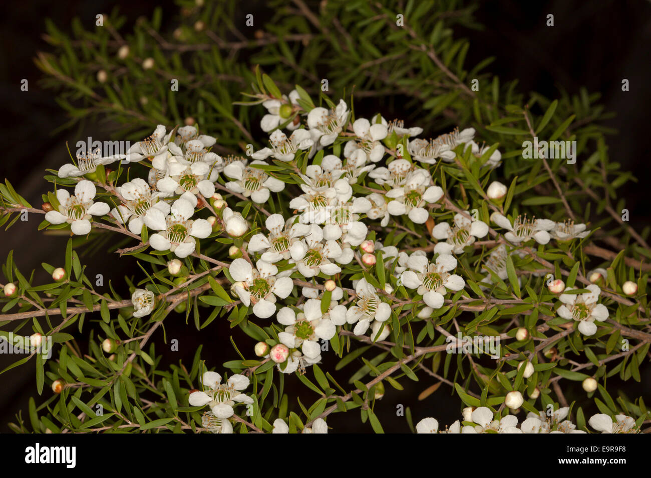 Grappe de fleurs blanches et de feuillage de l'arbre à thé australien, Tantoon polygalifolium, Callistemon, sur fond noir Banque D'Images