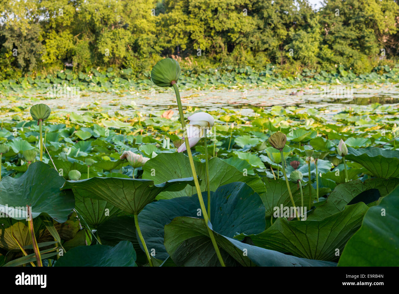 Le parc naturel 'Parco del loto' Lotus zone verte en Italie : un grand étang où les fleurs de lotus (Nelumbo nucifera) et des nénuphars croître librement la création d'un bel environnement naturel. Banque D'Images