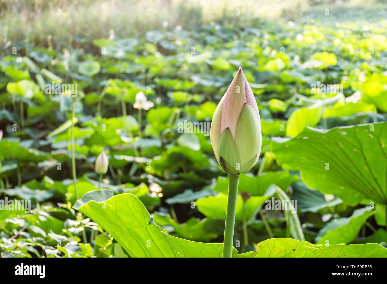 Le parc naturel 'Parco del loto' Lotus zone verte en Italie : un grand étang où les fleurs de lotus (Nelumbo nucifera) et des nénuphars croître librement la création d'un bel environnement naturel. Banque D'Images