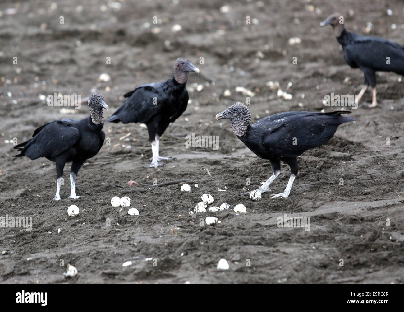 (141101) -- Playa Ostional(COSTA RICA), 1 novembre 2014 (Xinhua) -- Image prise le 22 octobre 2014 bultures indique Lora manger des œufs de tortues dans la région de Playa Ostional, 295km au nord-est de San José, capitale du Costa Rica. Rodrigo Morera, biologiste de l'Association de développement d'Ostional, informé que la température élevée et le manque de pluie causée par le changement climatique a réduit les naissances de la Lora les tortues, et il a mis comme exemple le fait que d'un nid de 100 œufs, dont normalement entre 60 et 80 pour cent serait née, qu'une troisième partie a été né dans le dernier mois, selon la presse locale. Banque D'Images