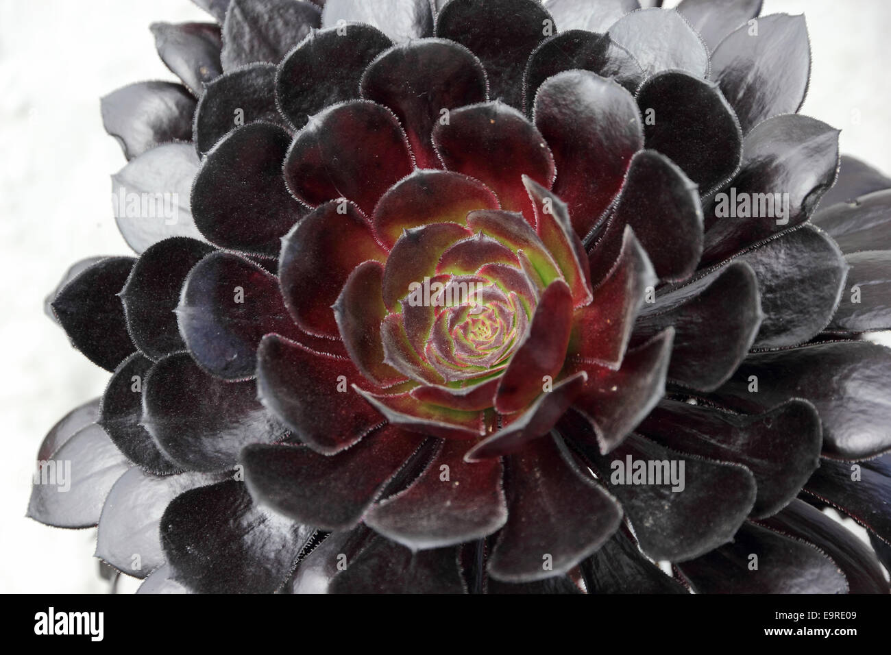 Aeonium arboreum Zwartskop Banque D'Images