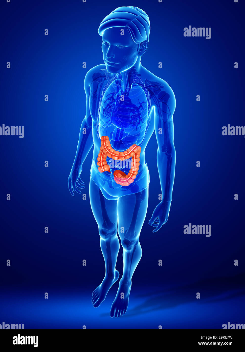 Illustration du gros intestin anatomie Banque D'Images