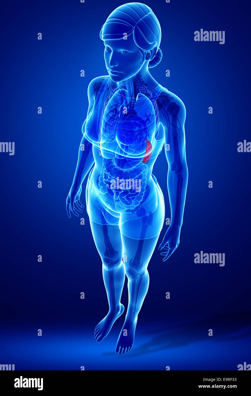 Illustration de l'anatomie de la rate femelle Banque D'Images