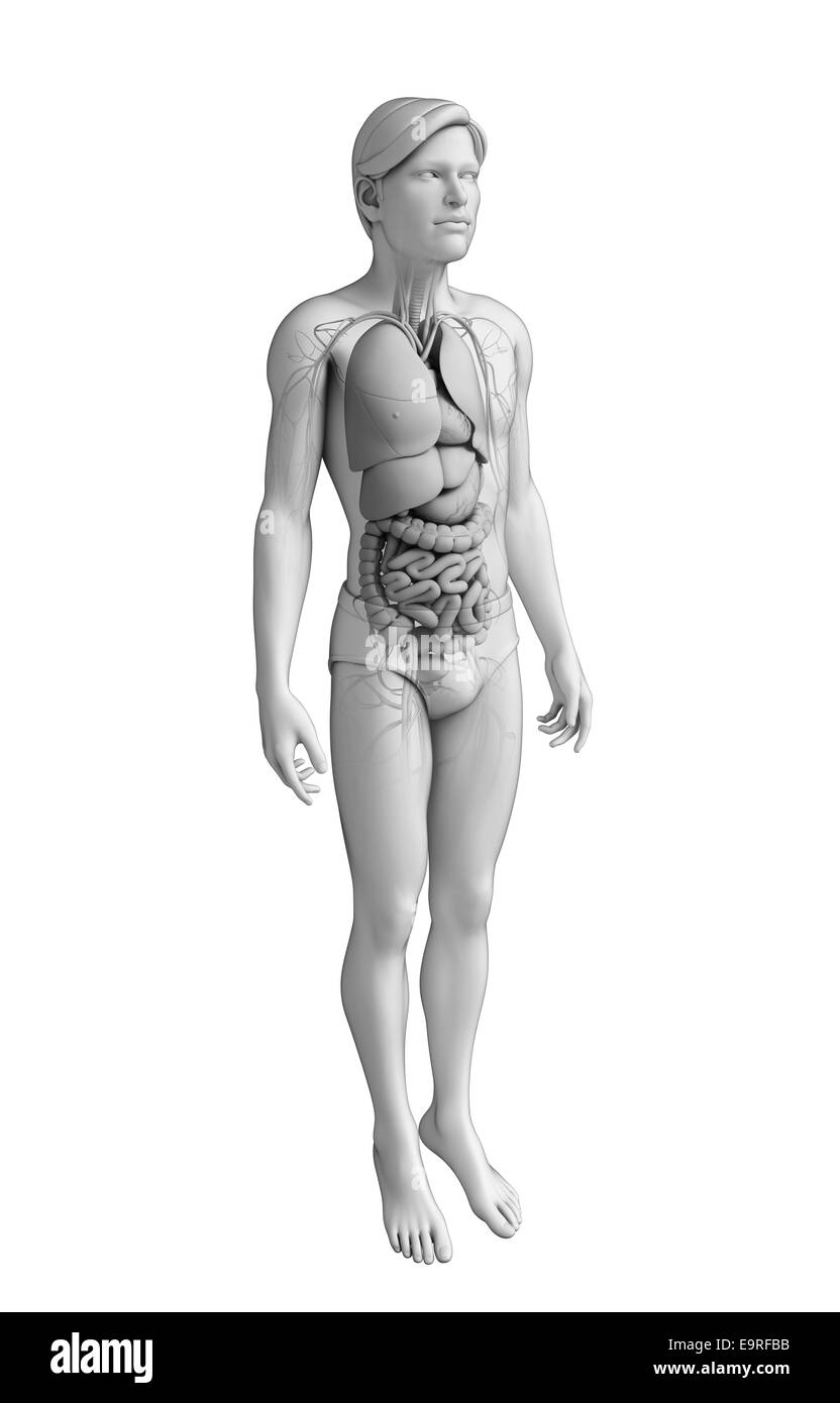 Illustration de l'homme système digestif Banque D'Images