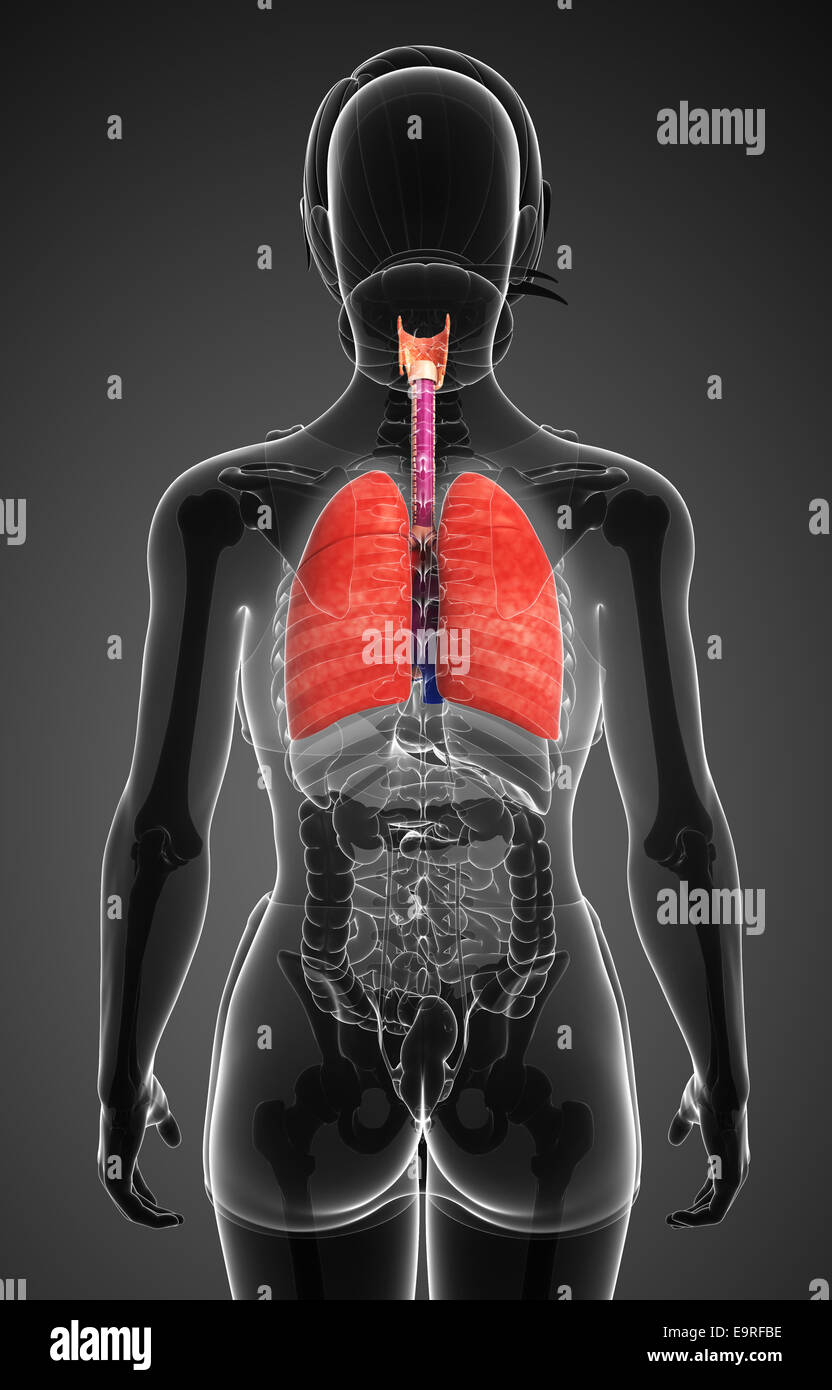 Illustration de l'anatomie féminine poumons Banque D'Images