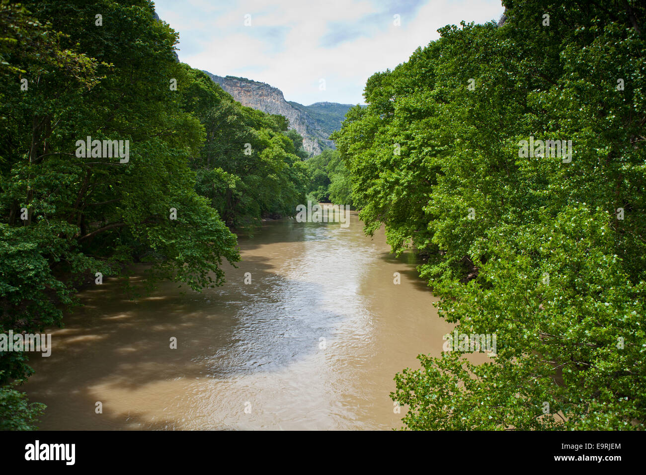Arbres à Riverside dans la région de Thessalie, Grèce. Banque D'Images
