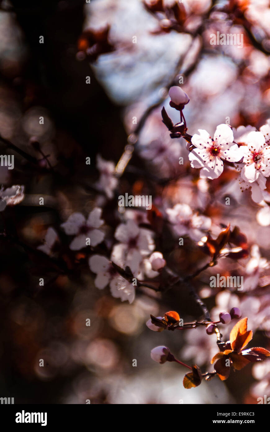 Les fleurs du pêcher en Toscane, Italie Banque D'Images