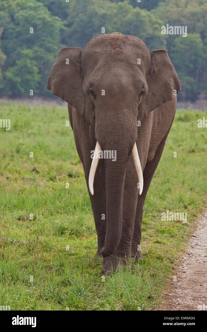 L'éléphant indien, le parc national de Corbett, Inde. Banque D'Images