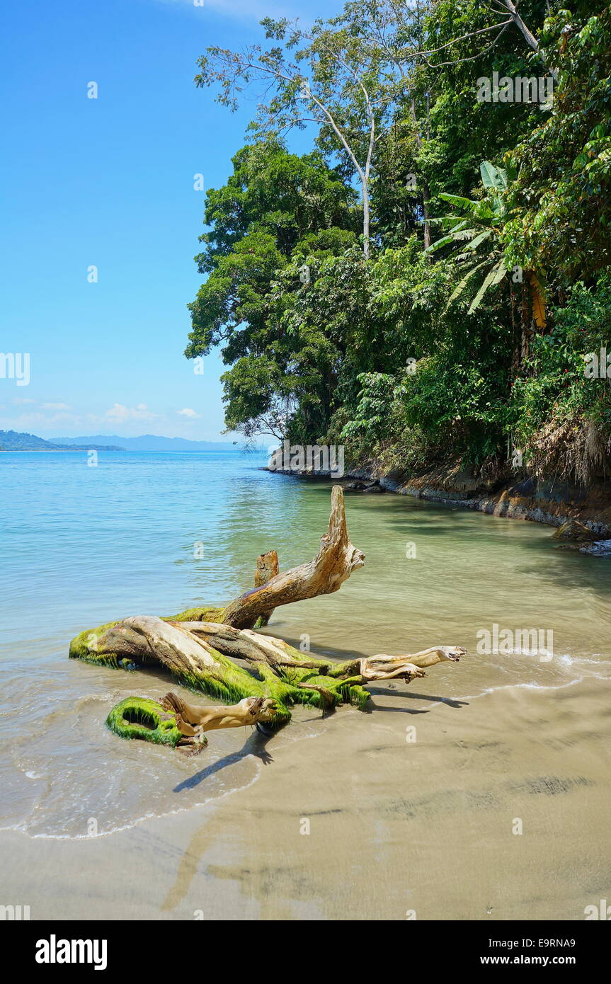 Bois flotté sur la plage avec une végétation tropicale sur la côte en arrière-plan, côté Caraïbes du Costa Rica, Punta Uva Banque D'Images