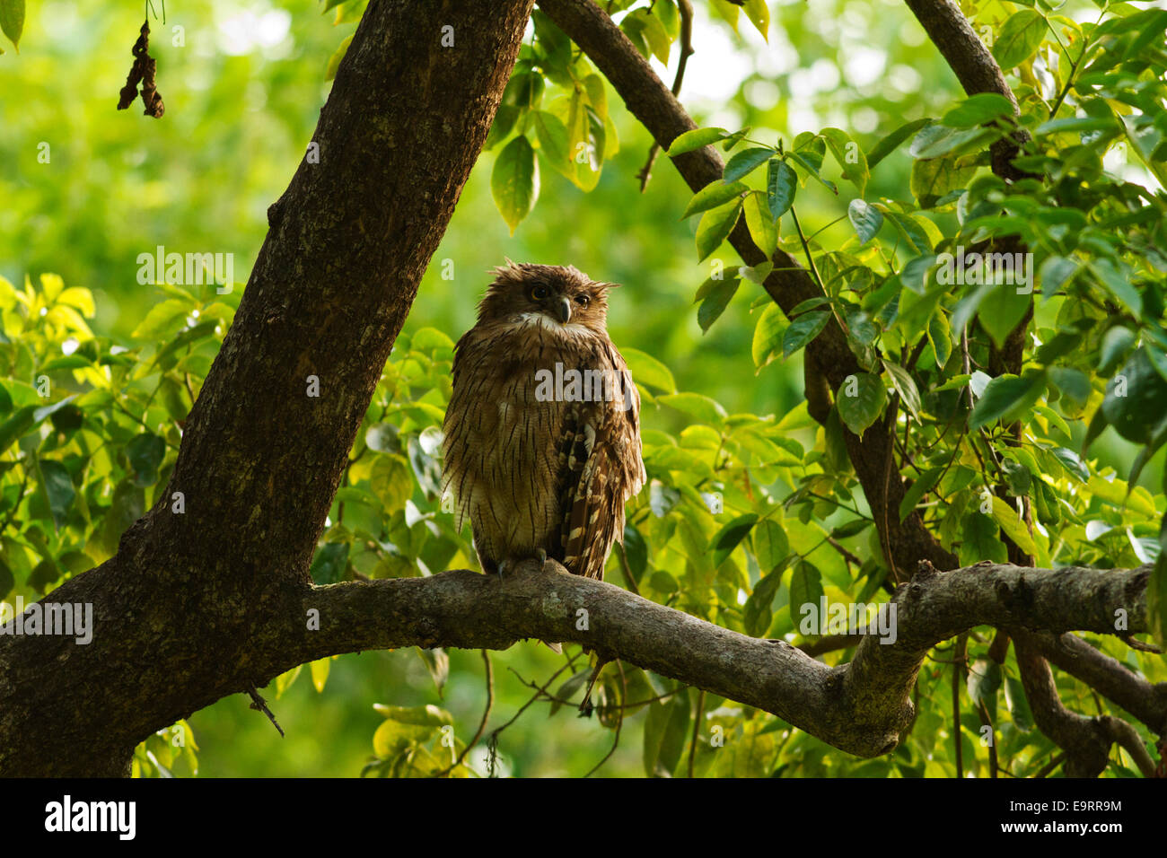 Eagle Owl à la perchaude, le parc national de Corbett, Inde. Banque D'Images
