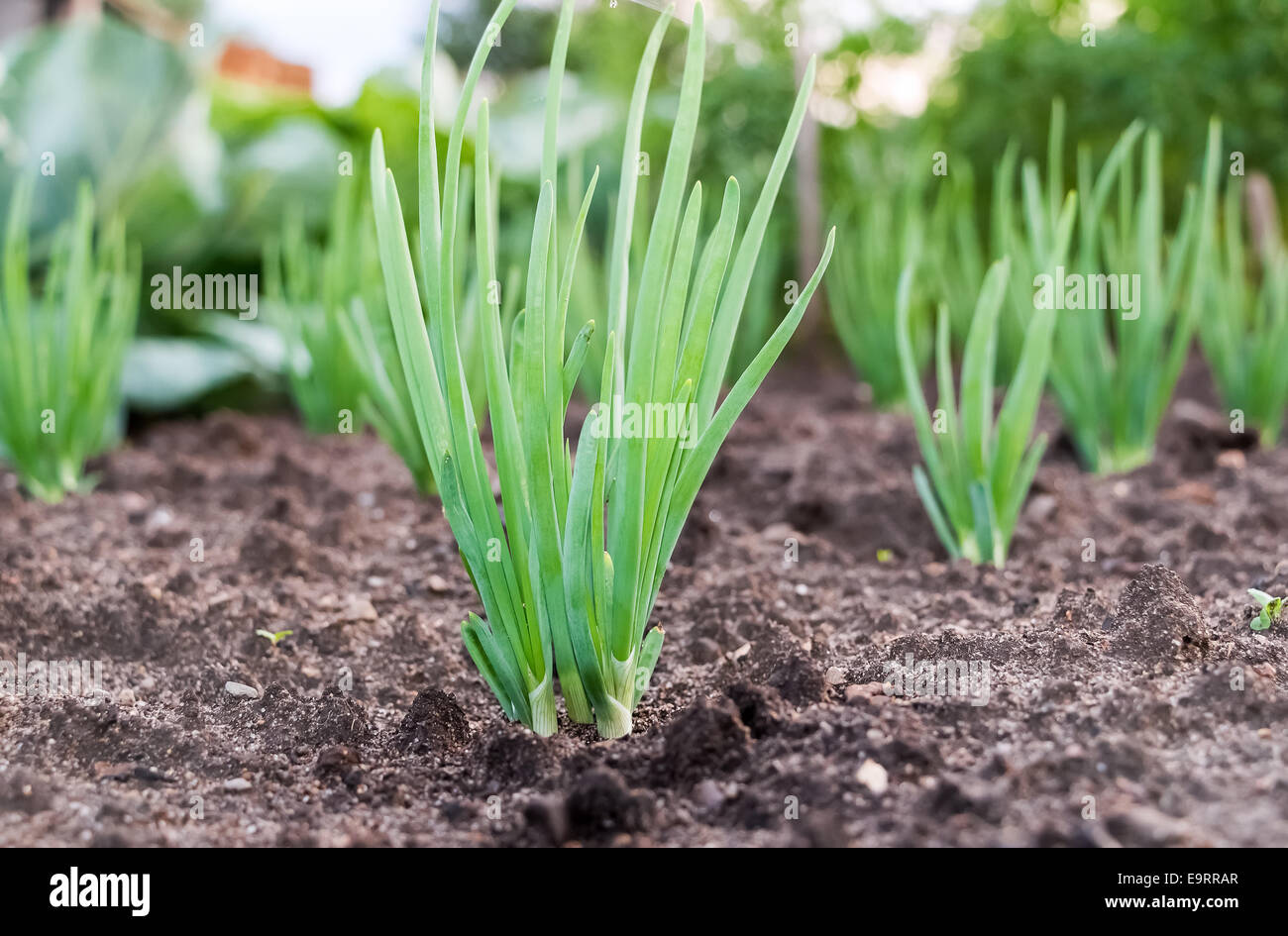 Close-up de la plantation d'oignons dans le potager Banque D'Images