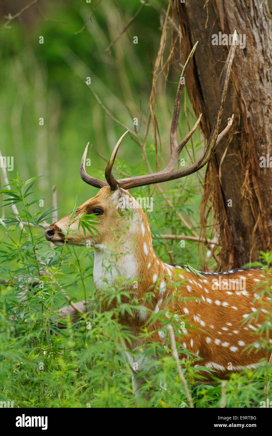 Chital cerf, parc national de Corbett, Inde. Banque D'Images