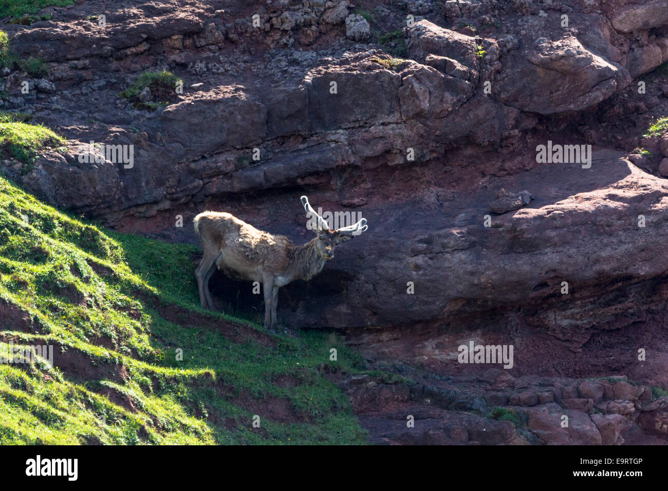 Homme red deer stag, Cervus elaphus, soldes sur le précipice de la falaise de la télécommande à l'île de Rhum - Rhum - partie de l'Inner Hebrides Banque D'Images