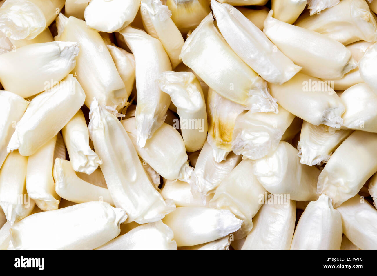 Gourdseed Cherokee, une variété de maïs le maïs denté de vieil homme qui ressemble à des dents. Banque D'Images