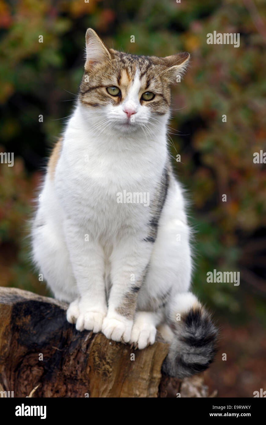 Chat domestique assis sur une souche d'arbre contre le feuillage de l'automne Banque D'Images