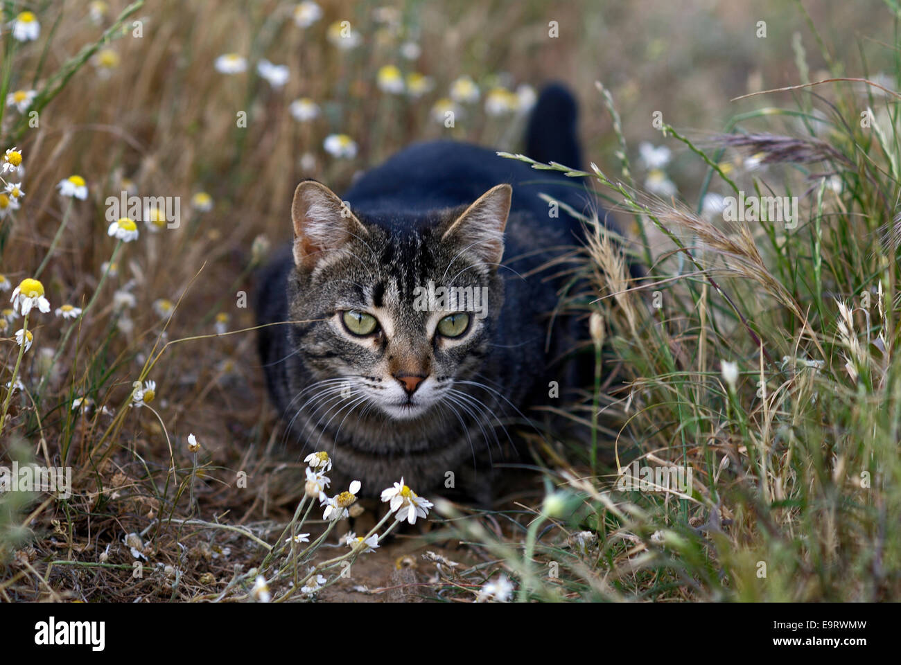 Chat domestique lurking in meadow Banque D'Images