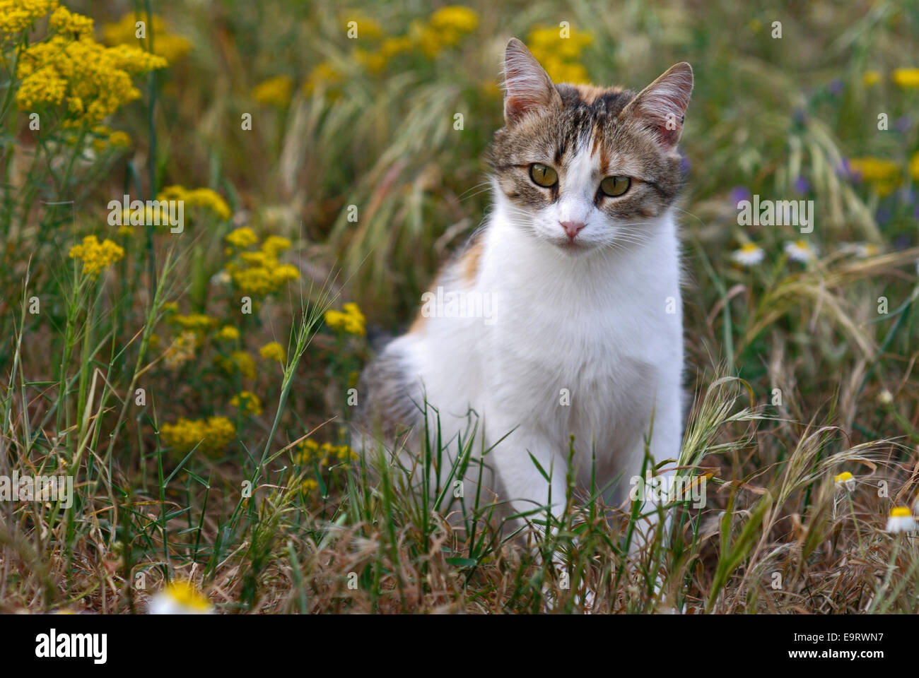 Chat Calico assis dans la prairie en fleurs Banque D'Images