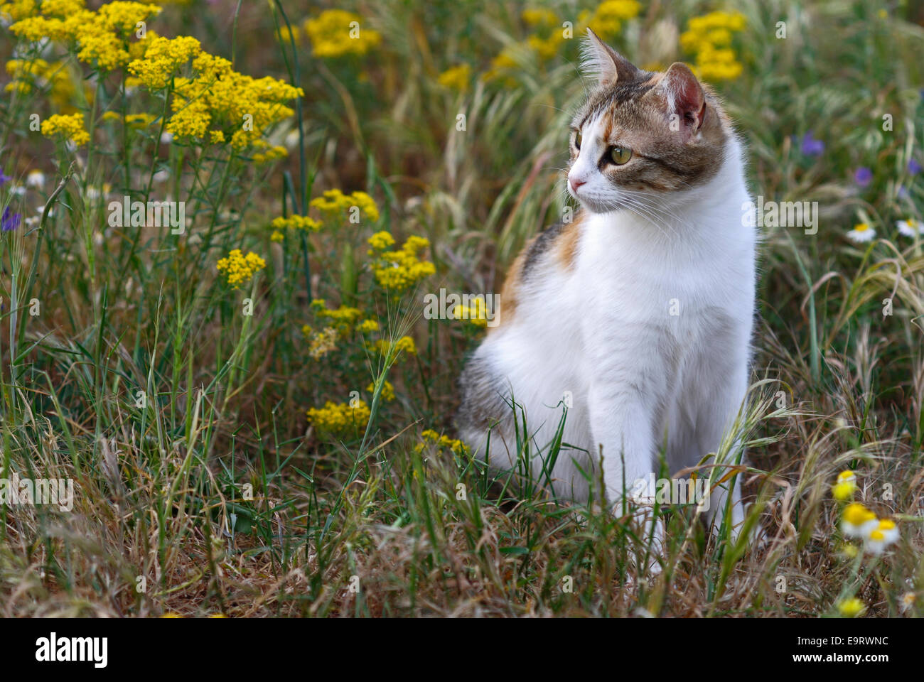 Chat Calico assis dans la prairie en fleurs Banque D'Images