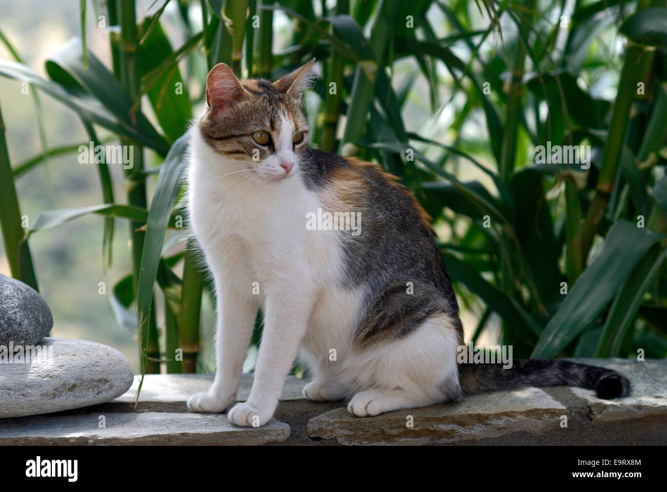 Chat Calico assis sur un mur dans le jardin Banque D'Images