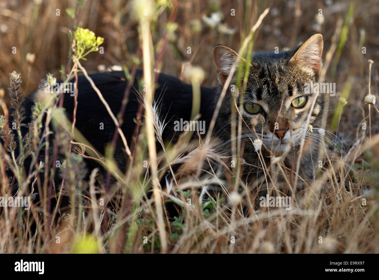 Chat domestique caché dans les herbes sèches Banque D'Images