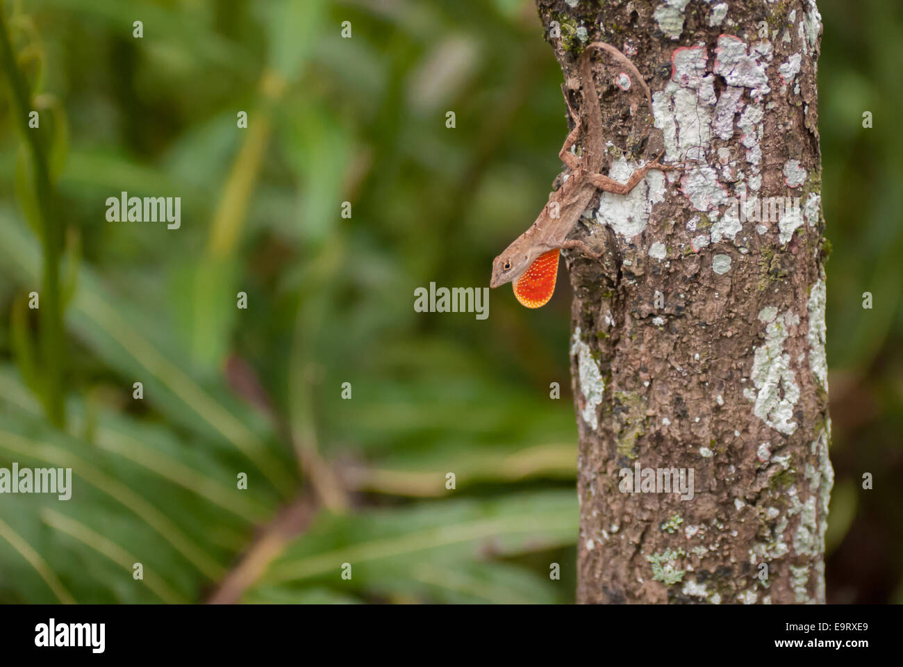 Un Brown Anole Lizard s'accroche à un tronc d'arbre exposant son cou orange abattant. Banque D'Images