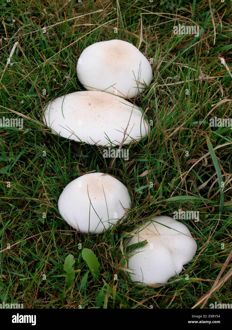 Agaricus campestris est généralement connu comme le domaine de champignon, Cornwall, UK Banque D'Images