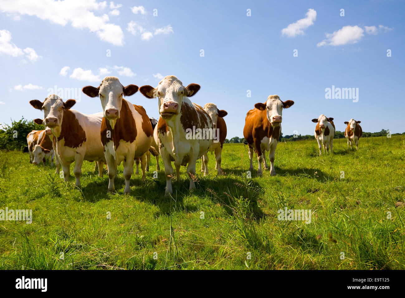 Vaches vaches montbéliardes exclusivement dans le pâturage Banque D'Images