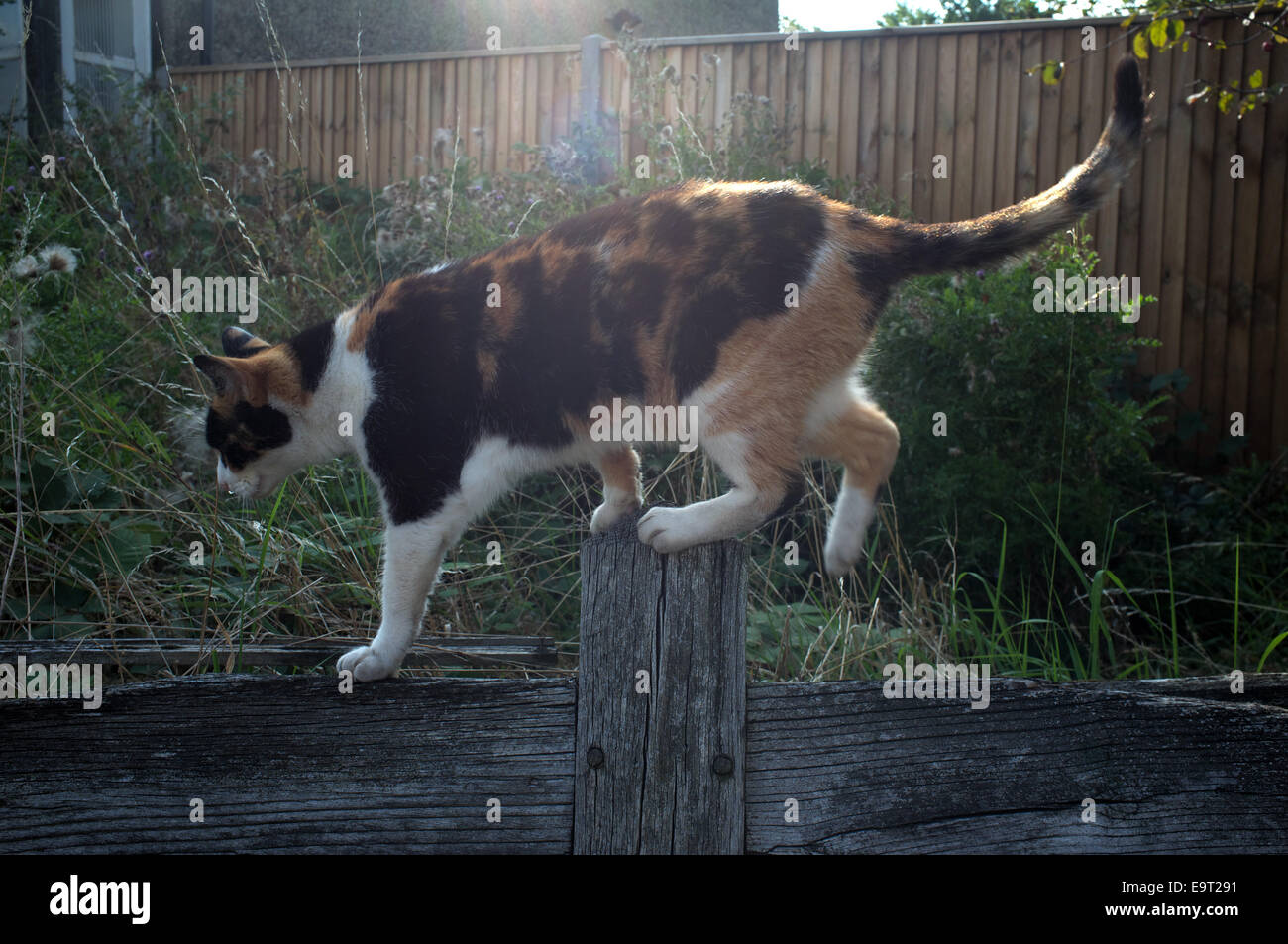 Orange Mouchetee Chat Noir Et Blanc Dans Un Jardin Cloture Sur Une Rue Dans Le Sud Est De Londres Photo Stock Alamy Orange Mouchetee Chat Noir Et Blanc Dans Un Jardin Cloture Sur Une Rue Dans Le Sud Est De Londres Photo Stock Alamy